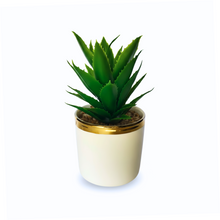 Load image into Gallery viewer, Green aloe vera plant in a gold-rimmed pot on a white background