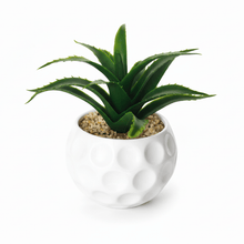 Load image into Gallery viewer, Green aloe vera plant in a gold decorative pot on a white background
