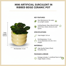 تحميل الصورة في عارض المعرض، Mini artificial succulent in ribbed beige ceramic pot with product details on a beige background