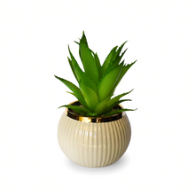 Load image into Gallery viewer, Green succulent plant in a decorative pot with a gold rim on a white background