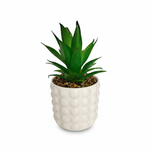 Load image into Gallery viewer, Potted plant in a textured white pot on a white background
