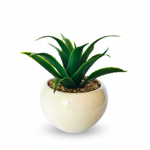 Load image into Gallery viewer, Green aloe vera plant in a white pot on a white background
