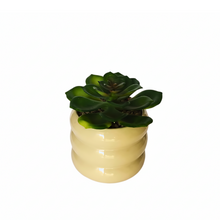 Load image into Gallery viewer, Green succulent plant in a beige pot on a white background
