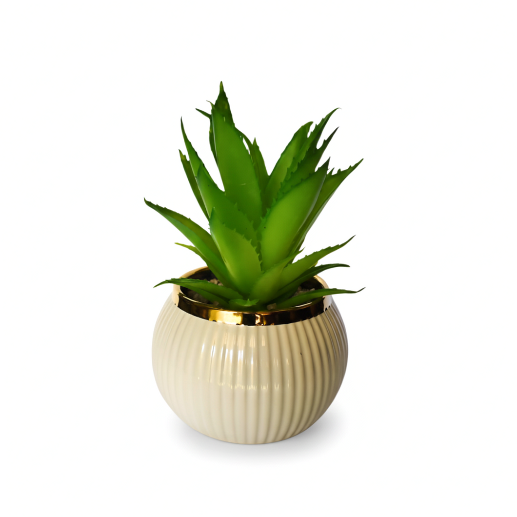 Green succulent plant in a decorative pot with a gold rim on a white background